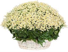 Цветочная композиция из Ромашки в корзине #REPLACE_PRED# Авсюнино